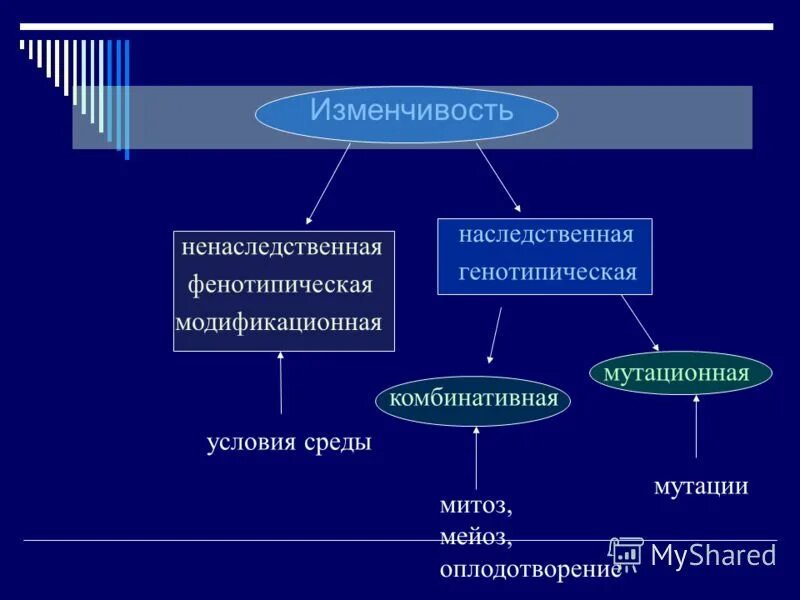 Закономерности изменчивости. Статистические закономерности модификационной изменчивости. Наследственная генотипическая комбинативная пример. Объект изменения мутационной изменчивости. Наследование модификационной изменчивости.