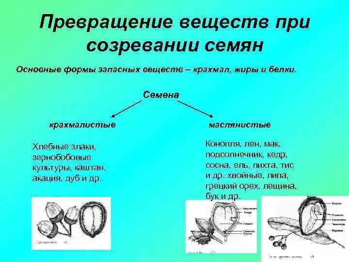 Преобразование белка. Превращение веществ в прорастание семян. Превращение веществ у растений. Превращение семени. Трансформация вещества.