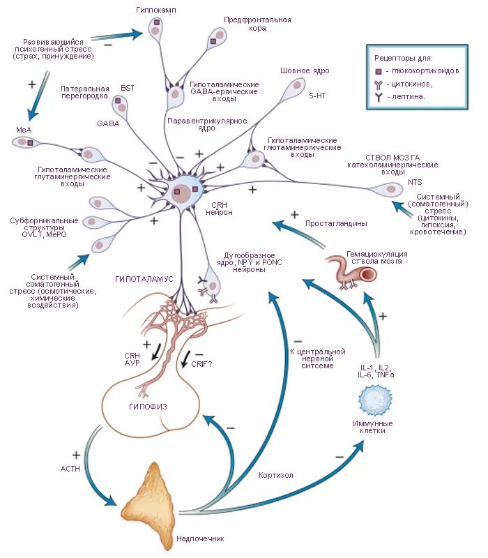 Гормоны стресса надпочечников. Схема связи гормонов гипоталамуса и гипофиза. Гипоталамо-гипофизарная система схема. Схема действия гипоталамо-гипофизарной системы гормоны. Схему гипоталамо-гипофизарной регуляции секреции кортизола.
