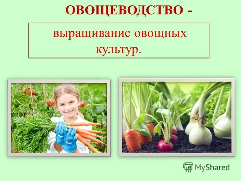 Возделывание культурных растений. Овощные культуры. Презентация на тему овощеводство. Овощеводство проект. Овощные растения нашего края.