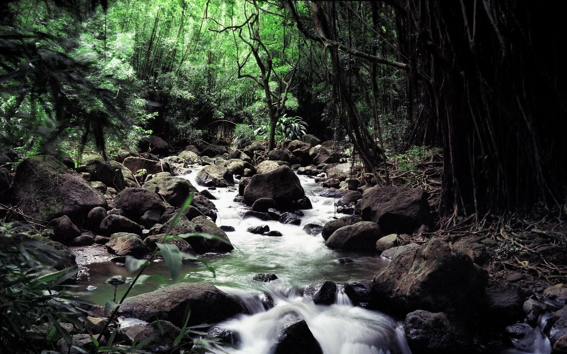 Jungle river