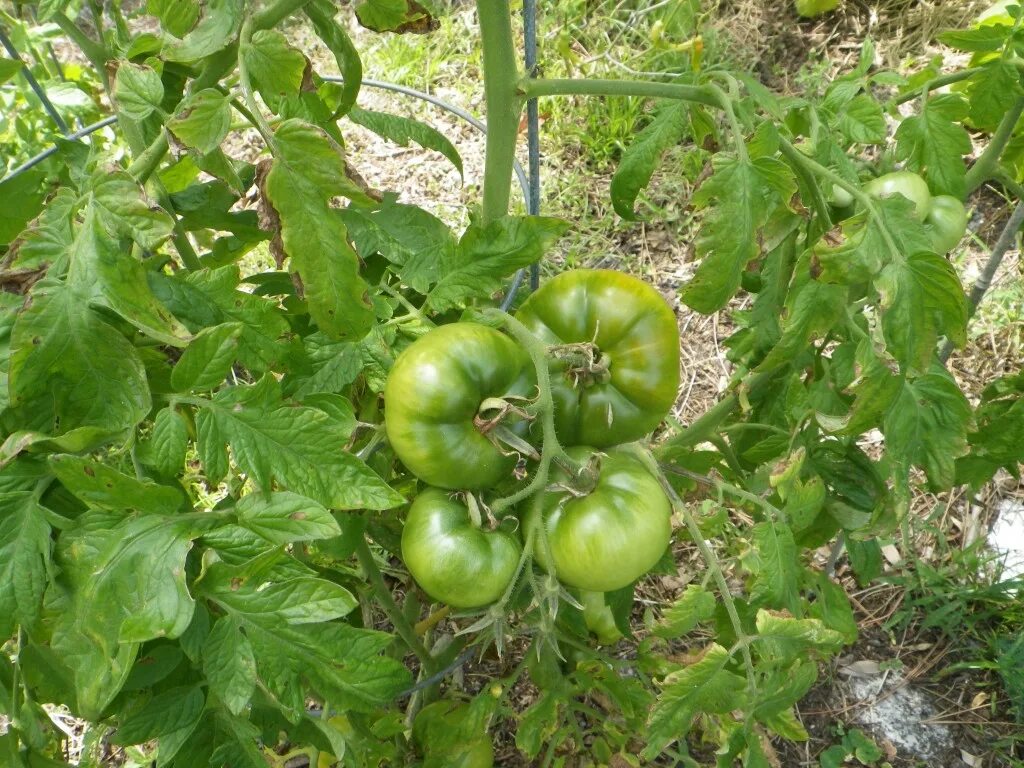 Томат хоумстед отзывы характеристика. Томат хоумстед купить семена в саранск. Томат мечта огородника. Томат хоумстед. Семена томат хоумстед.