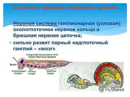 Какую функцию выполняет окологлоточное кольцо