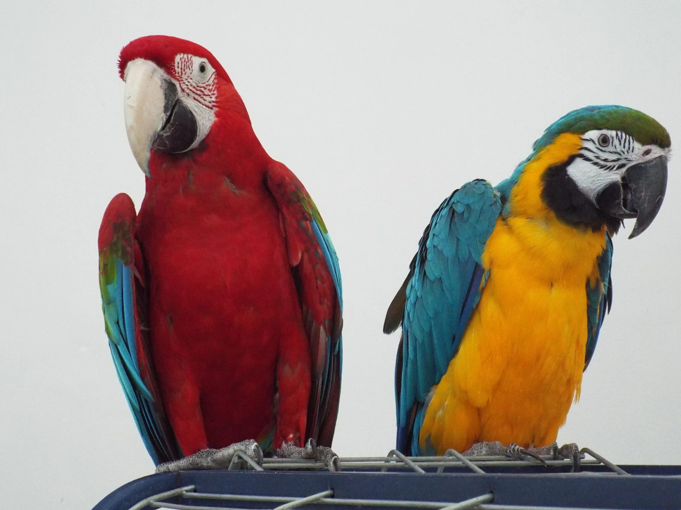 Большой попугай ара. Попугай ара и жако. Какаду и ара и жако. Крупные попугаи: жако, ара, Какаду, Амазон.. Африканский попугай ара Африка.