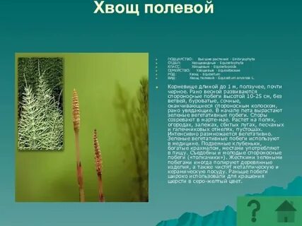 Систематика хвоща