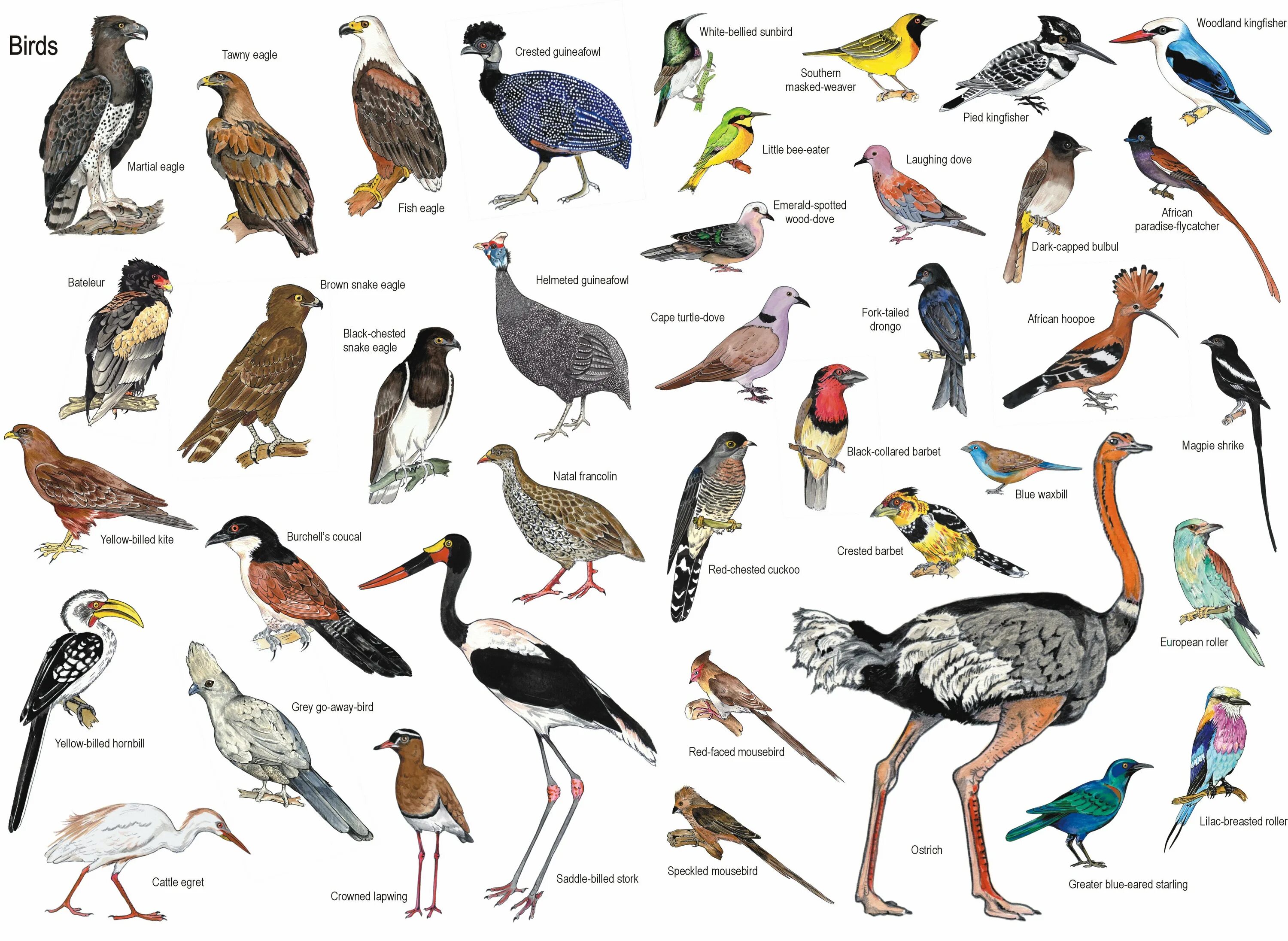 Название птиц. Разновидности диких птиц. Разнообразные птицы и их названия. Дикие птицы названия.
