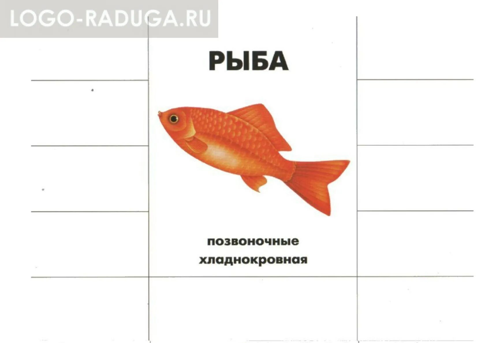 части рыбы. строение рыбы внешнее строение. наружное строение речного окуня. подписать рыба. подписать рыба.