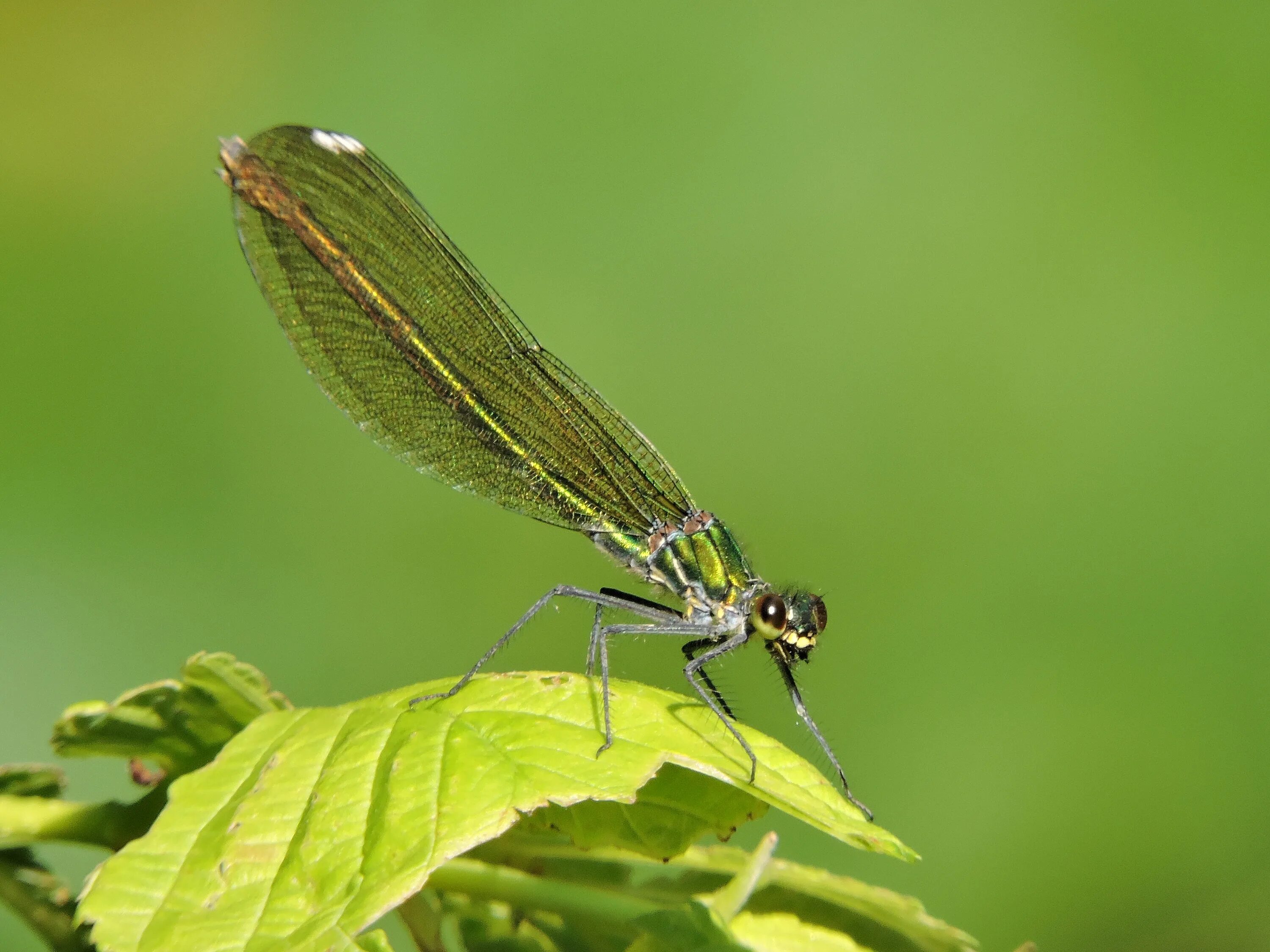 Стрекоза Calopteryx Virgo. Красотка-девушка Стрекоза. Стрекоза насекомое. Верблюдки.