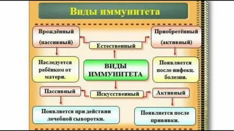 Виды иммунитета иммунология