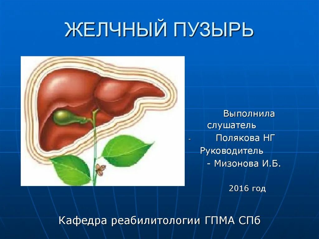 Желчный пузырь как лечить в домашних условиях. Желчный пузырь пузырь функция. Желчный пузырь презентация. Функции желчного пузыря в организме человека. Функции желчного пущыр.