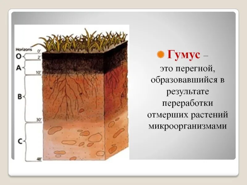 Растительными остатками образован. Гумусовый почвенный Горизонт почвы. Черноземы почвы гумус. Образование перегноя гумуса схема. Гумусовый почвенный Горизонт состав.