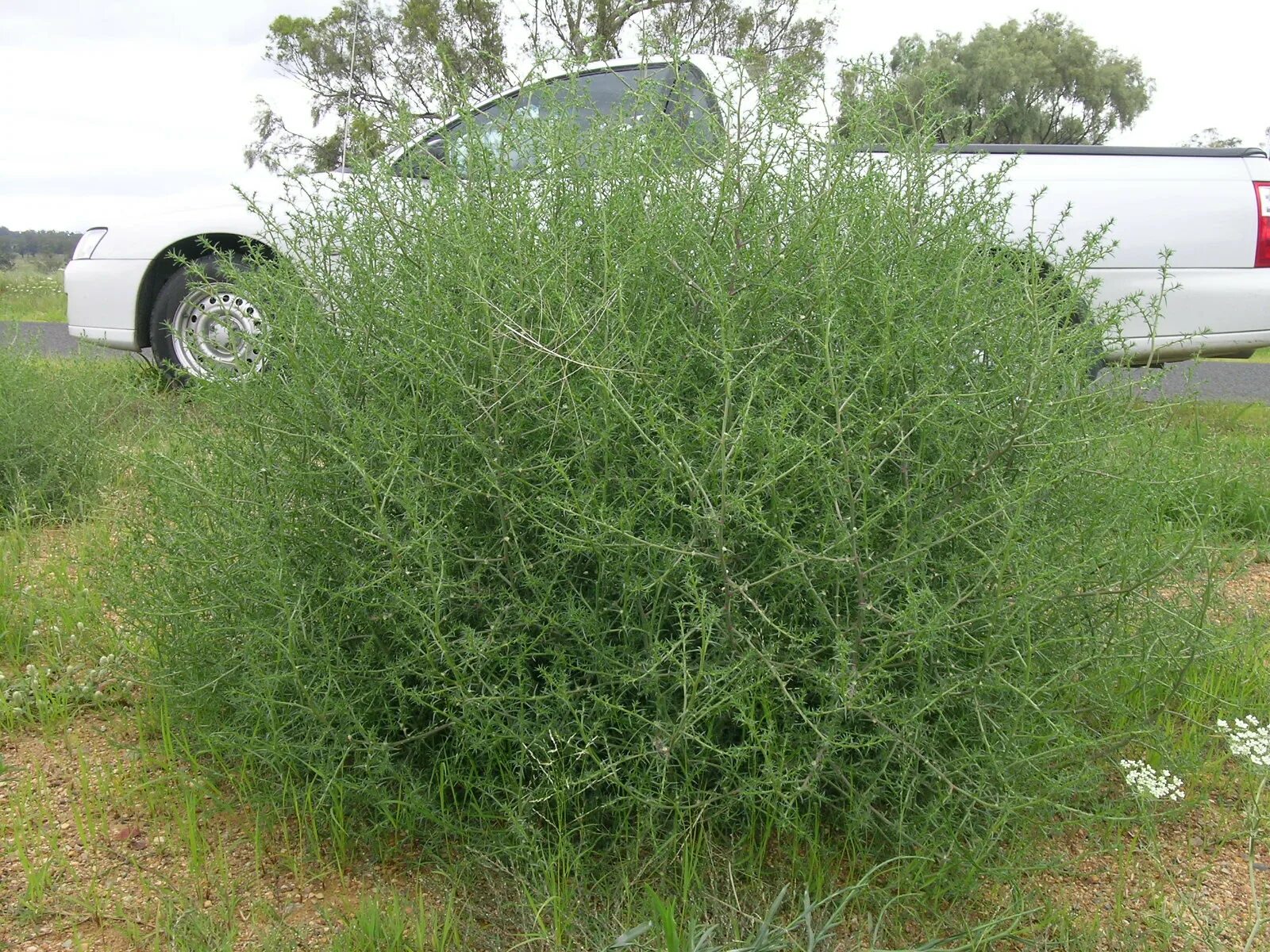 Солянка южная 5. Солянка Южная (Salsola Australis).. Солянка сорная трава. Солянка друммонда Salsola drummondii. Сорняк похожий на астру.