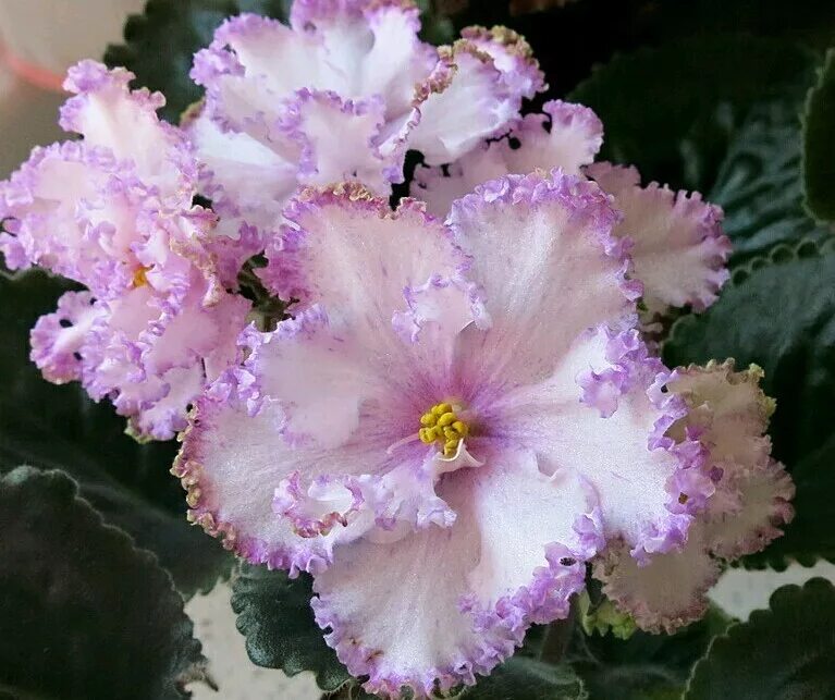 Фиалка ли. Фиалка вивьен ли. Фиалка ли. Ле вивьен фиалка. Фиалка ли.