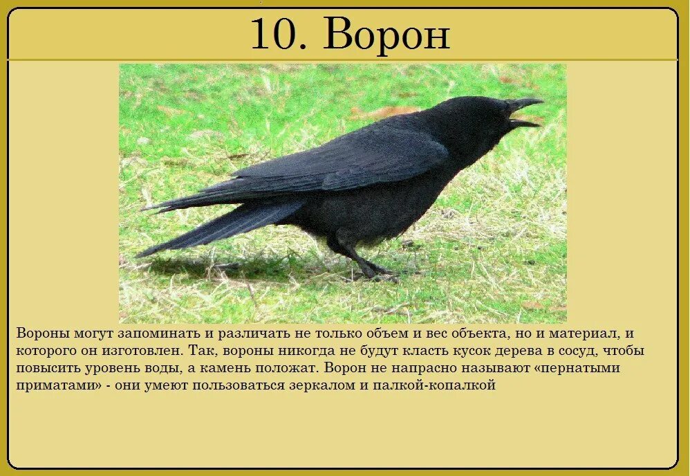 10 самых умных