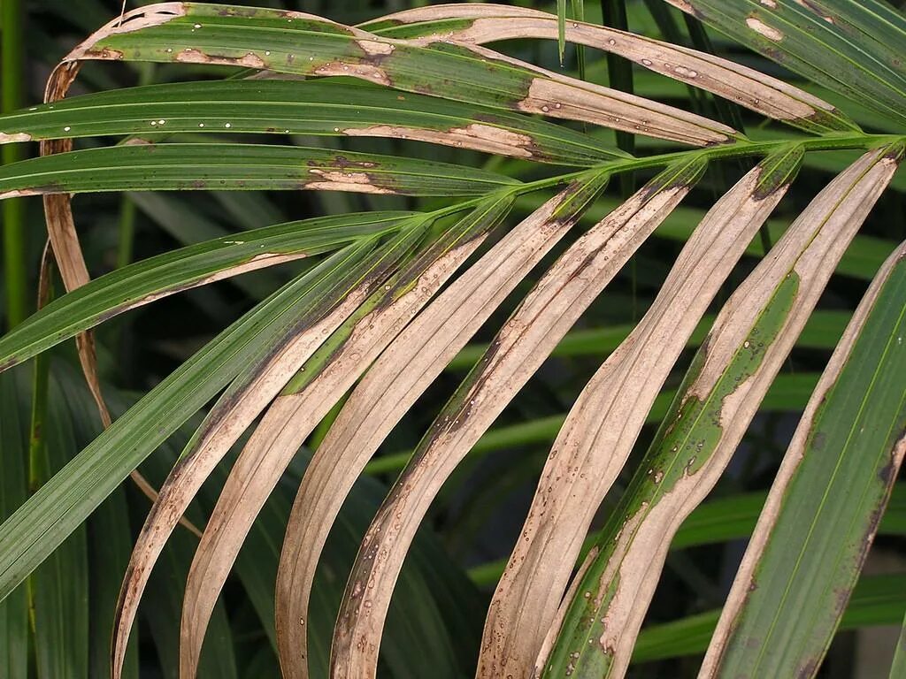 На солнце сох лист. Хамедорея щитовка. Хамедорея фузариоз. Ховея Бельмора. Пальма хамедорея вредители.