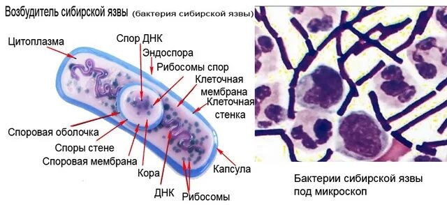 Сибирская язва строение бактерии. Bacillus anthracis, а22 (Сибирская язва). Bacillus anthracis строение. Бацилла сибирской язвы строение. Клетка язвы