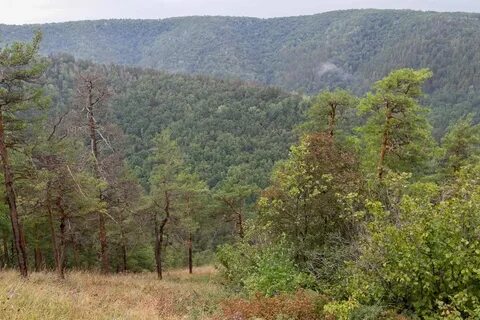 В лесистых жигулевских горах