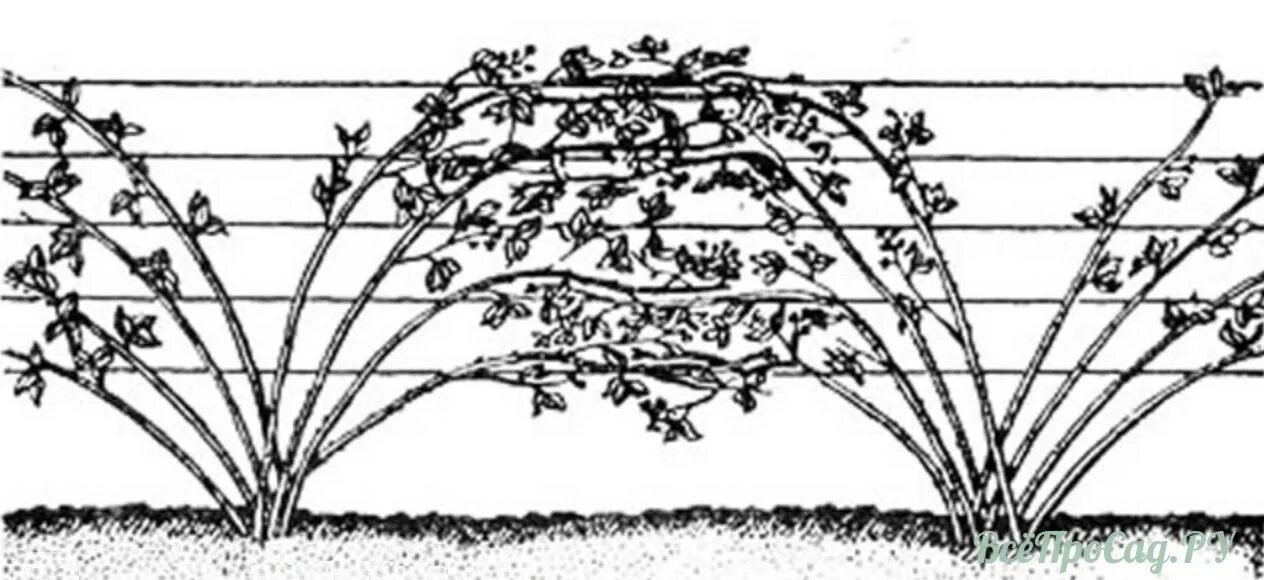 Весенняя обрезка ежевики. Ежевика бесшипная на шпалере. Ежевика Торнфри схема посадки. Ежевика Торнфри размножение. Ежевик Полар на шпалере.