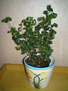 Фикус барок