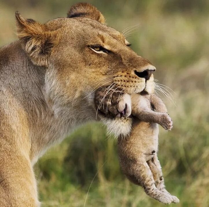 Лев львица три львенка семья. Шимпанзе бонобо спариваются. Родительское поведение животных презентация. Родительское поведение животных. Животные и детёныши.