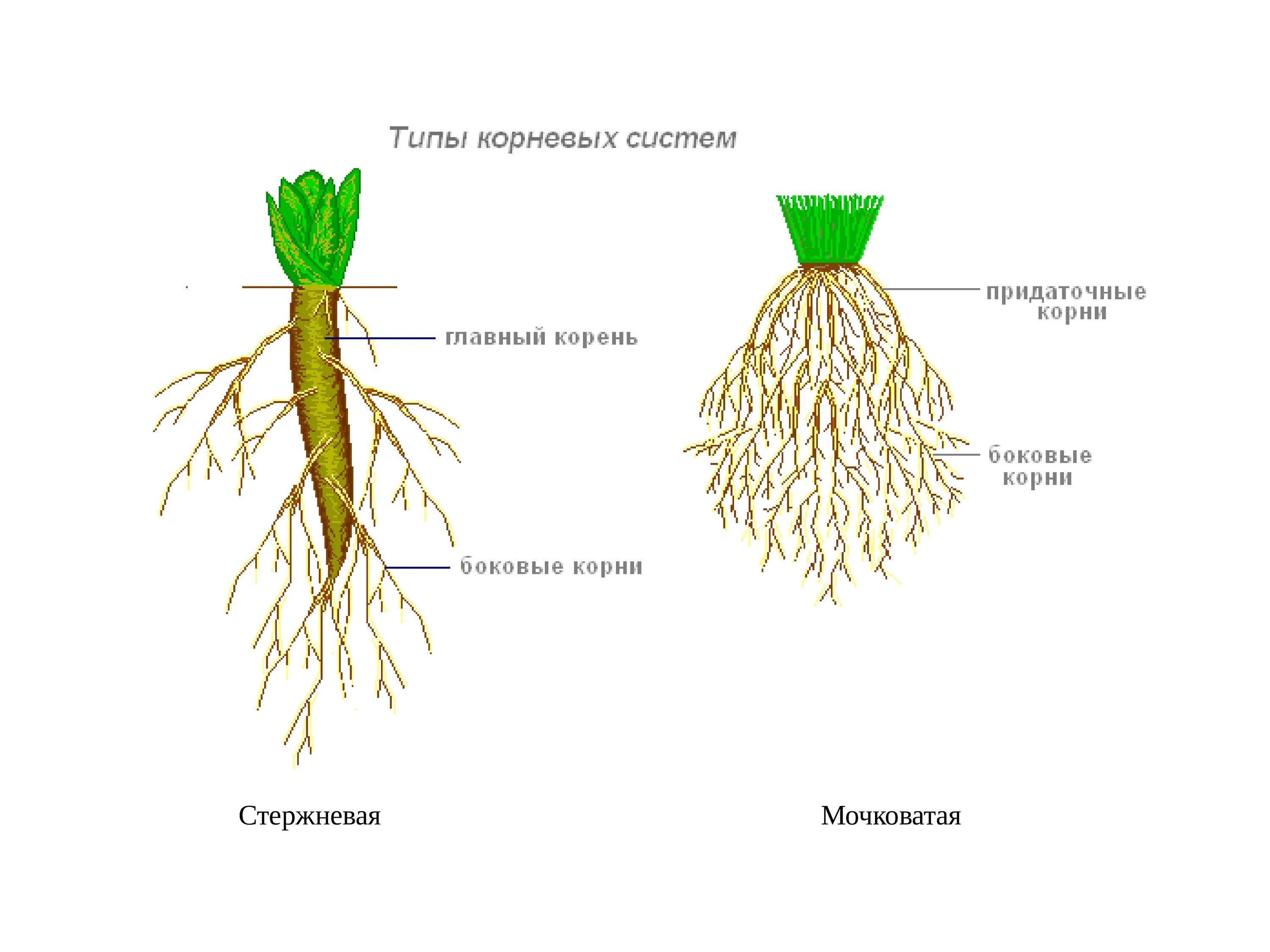 Какой тип корневой системы сформируется если. Типы корневых систем у растений. Стержневая мочковая система корны. Стержневая и мочковатая система. Типы корневых систем стержневая и мочковатая.
