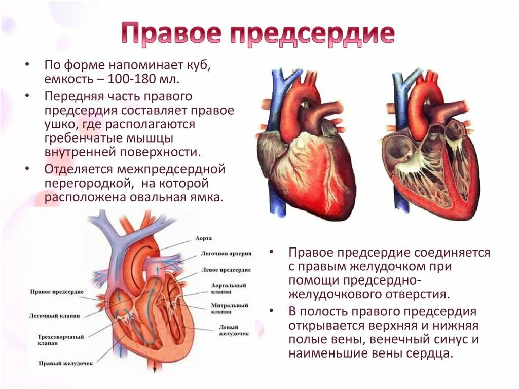 Строение сердца желудочки предсердия. Строение правого предсердия анатомия. Строение правого предсердия сердца. Правое предсердие сердца анатомия. Чем отличается предсердие от желудочка