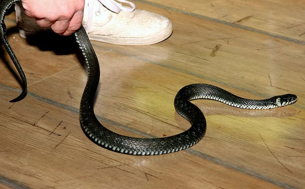 Какую змею завести. Уж домашний. Змеи в квартире. Уж змея домашний. Уж в доме.
