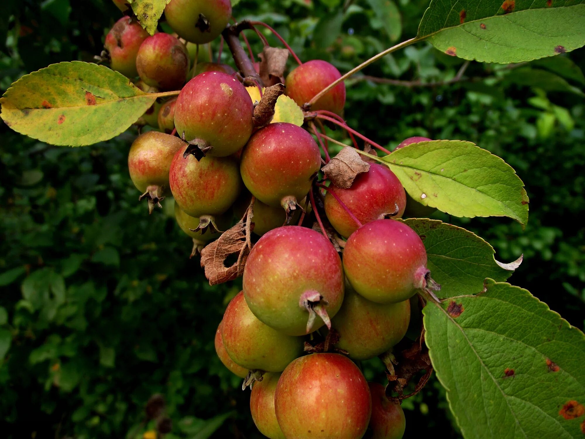 Яблоки дикая яблоня. Яблоня Лесная Malus Sylvestris. Яблоня Лесная (Дикая) (Malus Sylvestris). Яблоня Лесная (дичок). Яблоня дичка.