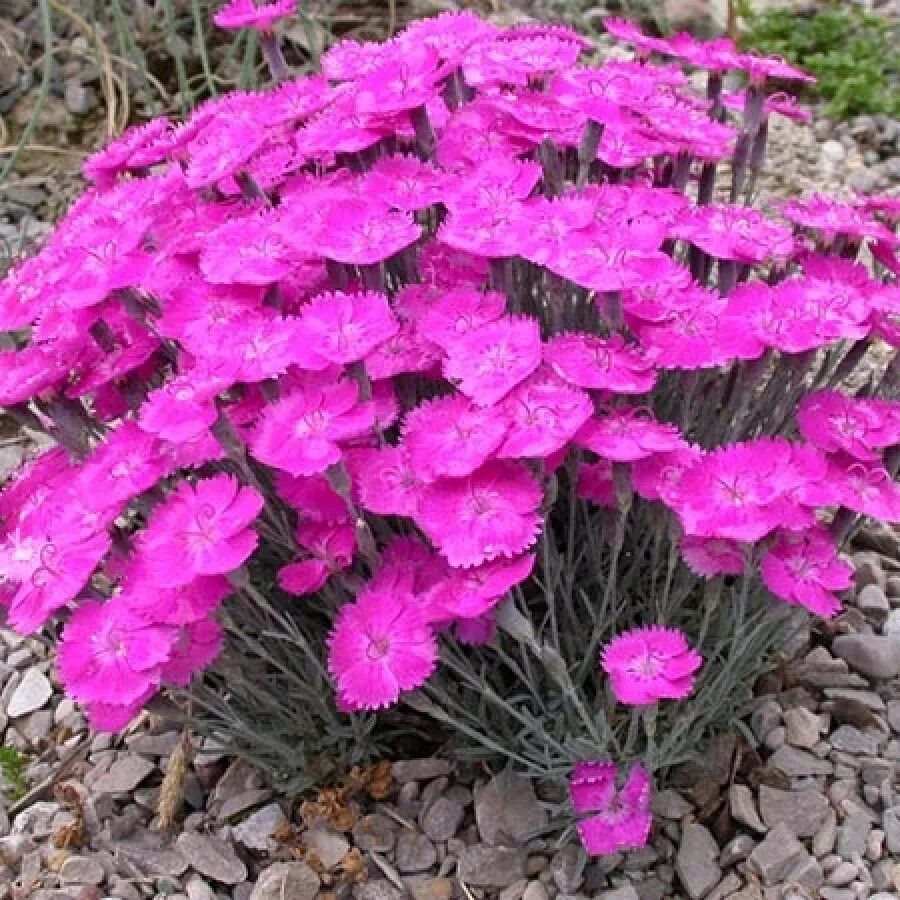 Гвоздика Альпийская Диантус. Гвоздика Dianthus Alpinus. Гвоздика Альпийская перистая. Гвоздика травянка Альпийская.