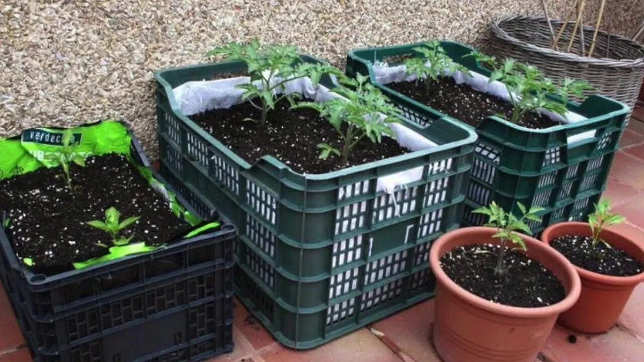 огород из пластиковых ящиков. пластмассовые ящики для дачи. пластиковые ящики в огороде. клумба из пластиковых ящиков. грядки в пластиковых ящиках.