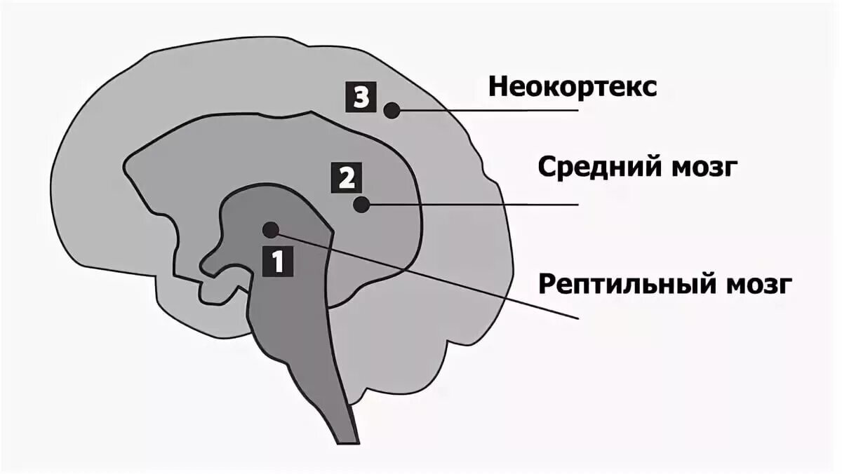 Неокортекс лимбическая система и рептильный мозг. Структура мозга человека 3 уровня. Строение мозга человека неокортекс. Мозг человека строение рептильный неокортекс. Рептильный мозг неокортекс
