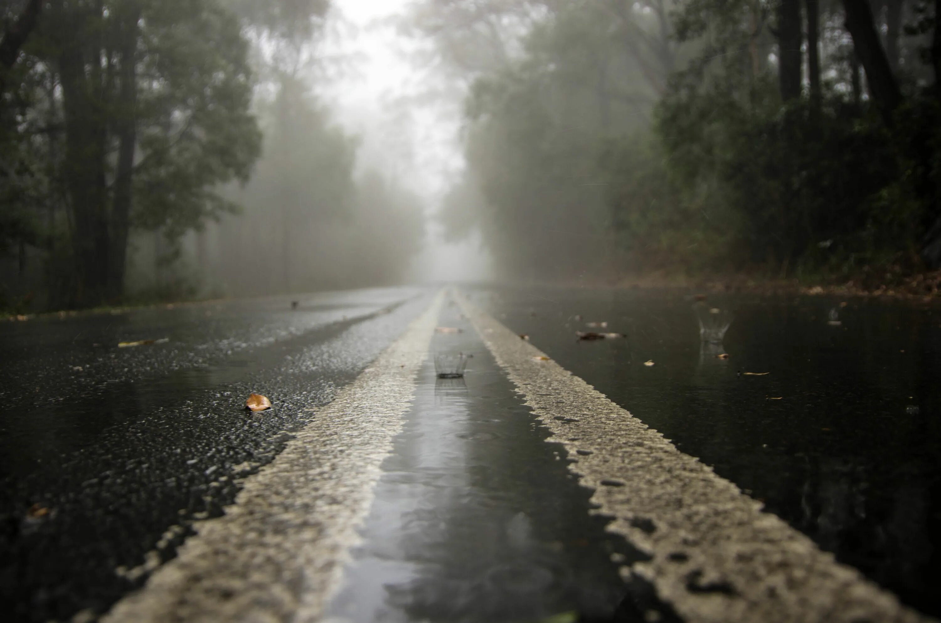 Туман без дождя. Мокрая дорога. Дождь. Дождь и туман. Дорога дождь.