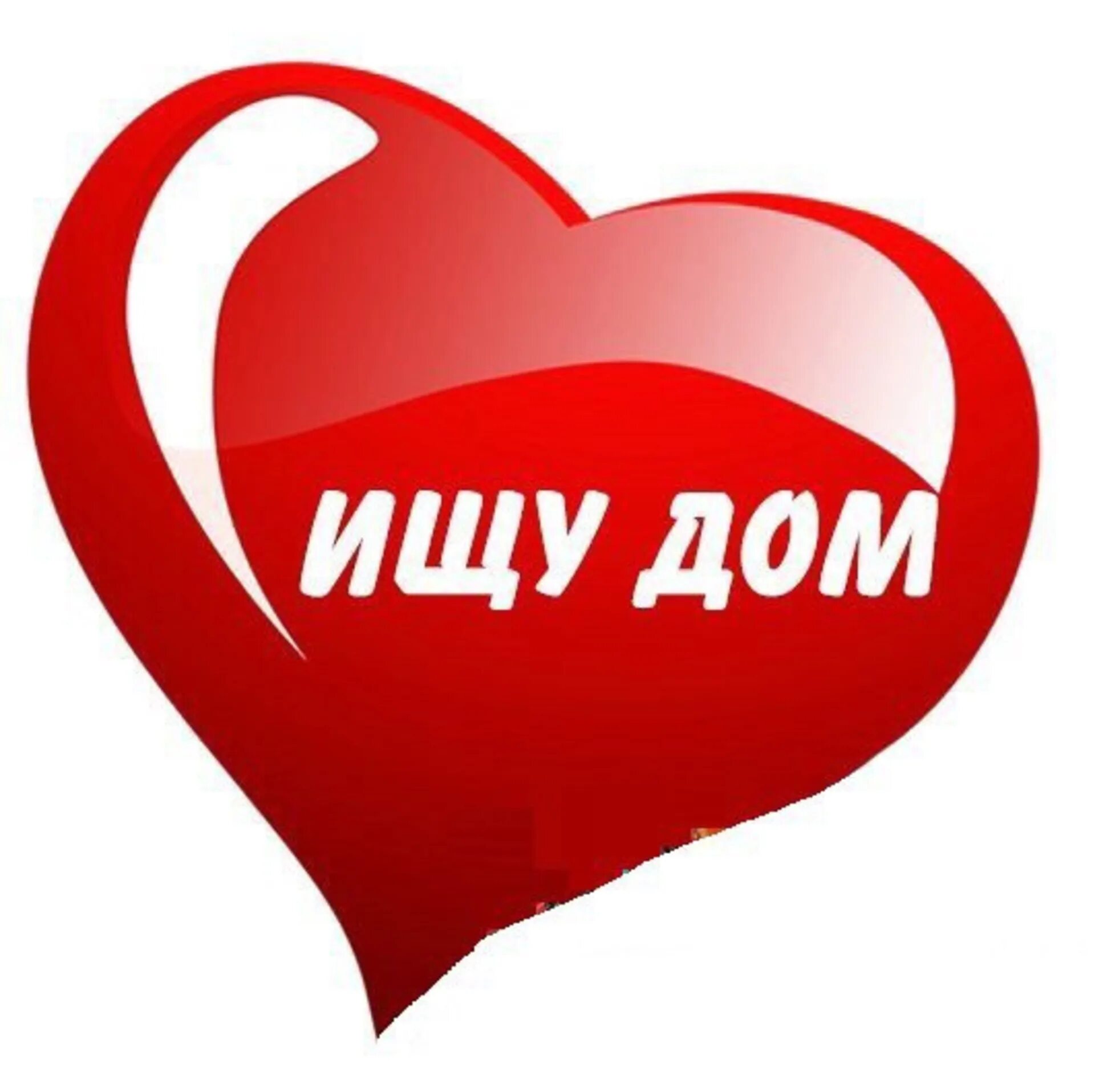 Очень очень очень очень добрые руки. Ищу дом. срочно ищем дом. очень нужен дом. очень нужен дом котику.