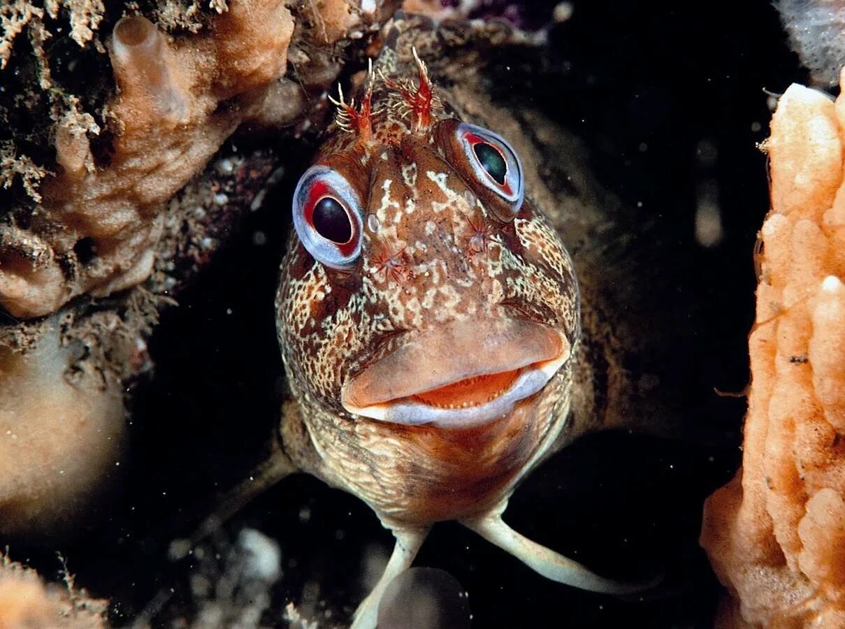 Японская мохнатоголовая морская собачка. Щучья морская собачка (Neoclinus blanchardi). Рыба Blenny. Рыба собака Охотское море.