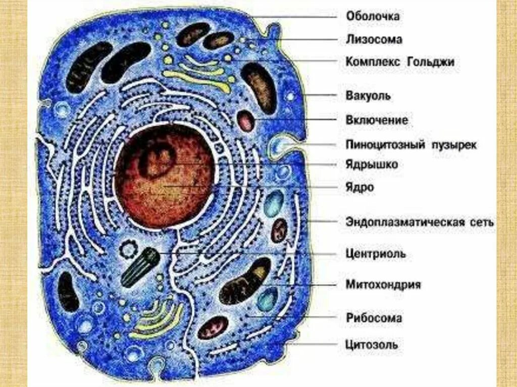 Эуконоэтические клетки строение. Схема строения человеческой клетки. Животная клетка рисунок с подписями органоидов. Схема строения живой клетки. Живая клетка покрыта