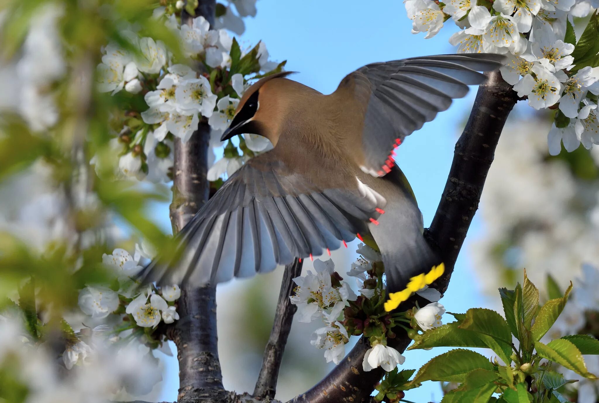 May birds. Природа птицы. Весенние птички. Птицы весной.