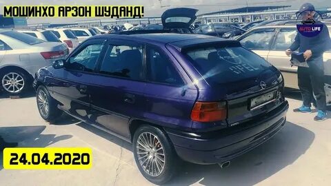 Сомон тч собака