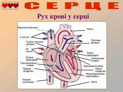 Какой цифрой на рисунке обозначена камера сердца в которую кровь поступает ...