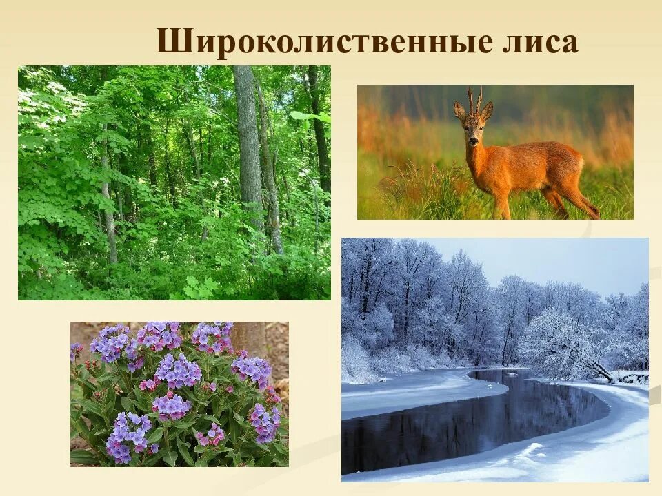 Какие животные в природной зоне тайга. Тайга тундра степь пустыня широколиственные леса. Животные смешанных лесов. Животные широколиственных лесов.