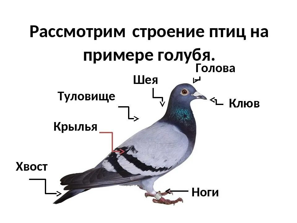 Голубь строение тела. Внешнее строение птицы биология 7 класс. Сизый голубь строение. Отделы тела голубя. Отделы тела птиц 7 класс