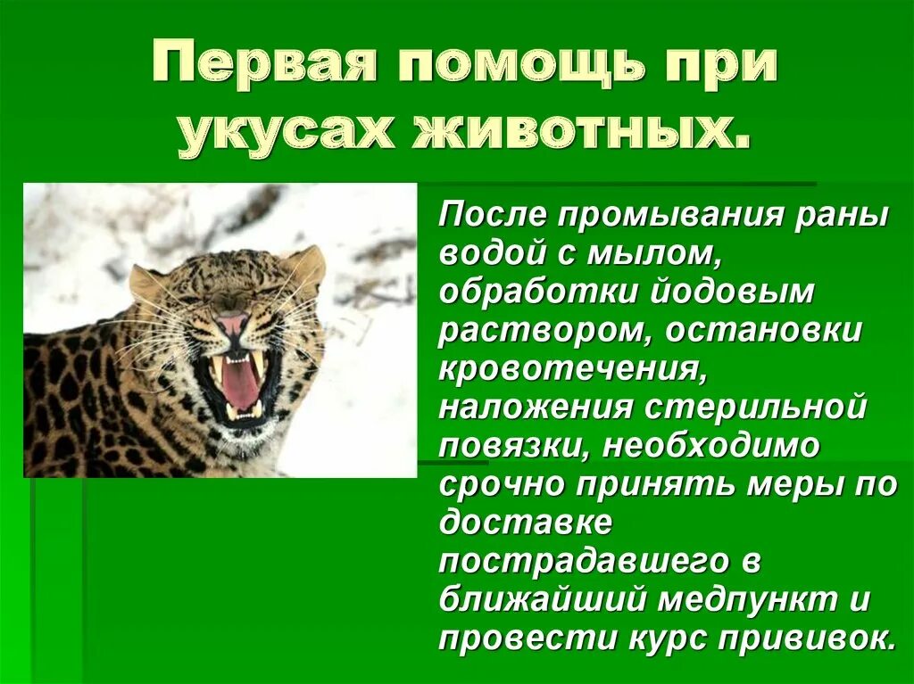 Оказание первой помощи после укуса диких животных. Первая помощь при укусах жи. Первая помощь при укусе животного. ПМП при укусах животных. Оказание первой доврачебной помощи при укусах животных.