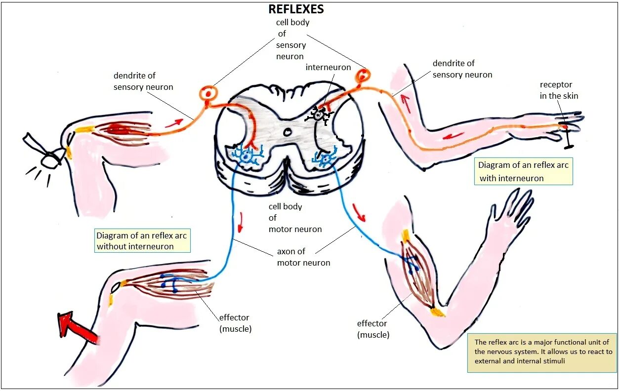 Рефлекс клетки. Spinal Reflex Arc. Sweating Reflex Arc. Type Reflex Arc in Human body. Somatic Reflex Arc to the Brain.