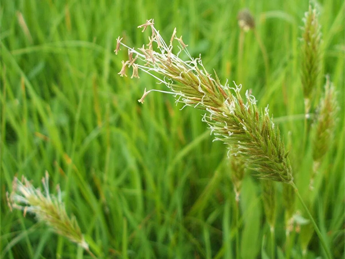 Злаковое место. Anthoxanthum odoratum. Душистый колосок обыкновенный. Пахучеколосник душистый. Лисохвост Просянка.