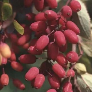 Барбарис обыкновенный полезные свойства ягод и применение