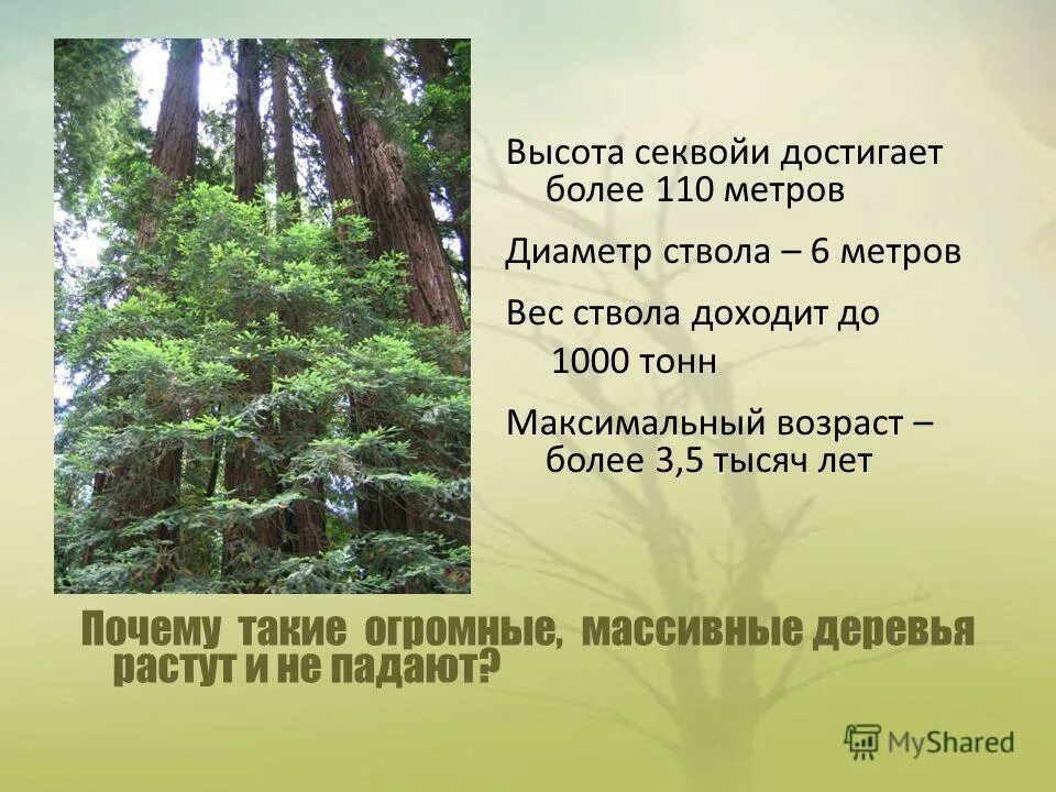 Древний лес в россии. Вопрос. Лишайники растут. Почему вырос лес. Мох на дереве с северной стороны.