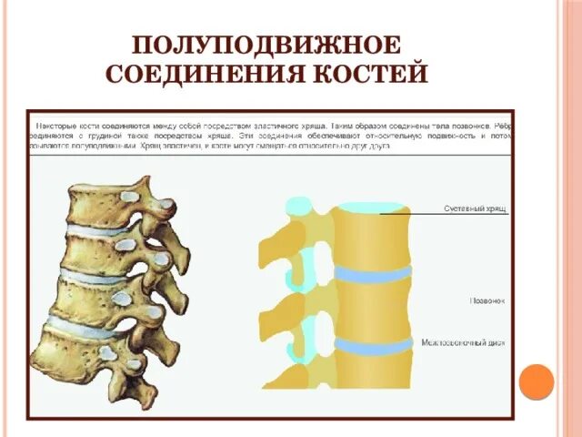 Типы соединения костей полуподвижные. Полуподвижное соединение кости. Полуподвижные соединения костей. Полуподвижная сочленение костение. Соединение костей полуподвижно.
