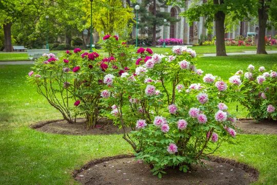 Куст пиона фото Популярные садовые цветы: неприхотливые и красивые
