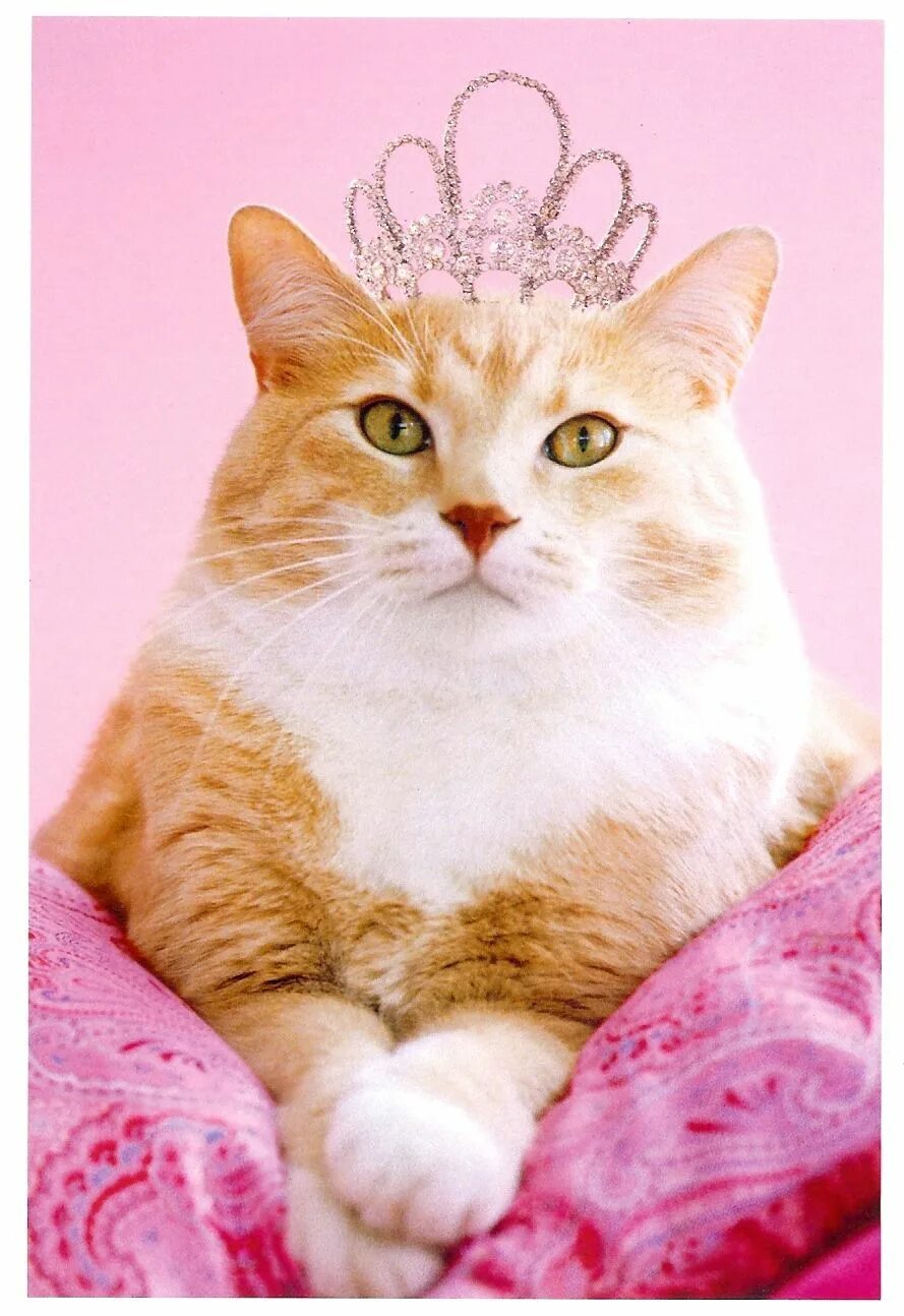 Кошечки королевы. Принцесса. Кошачья принцесса. Красивые кошки. Кошечка принцесса.