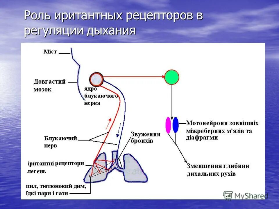 Этапы поступления воздуха. Схема хеморецепторов в регуляции дыхания. Рефлекторная регуляция дыхания схема.