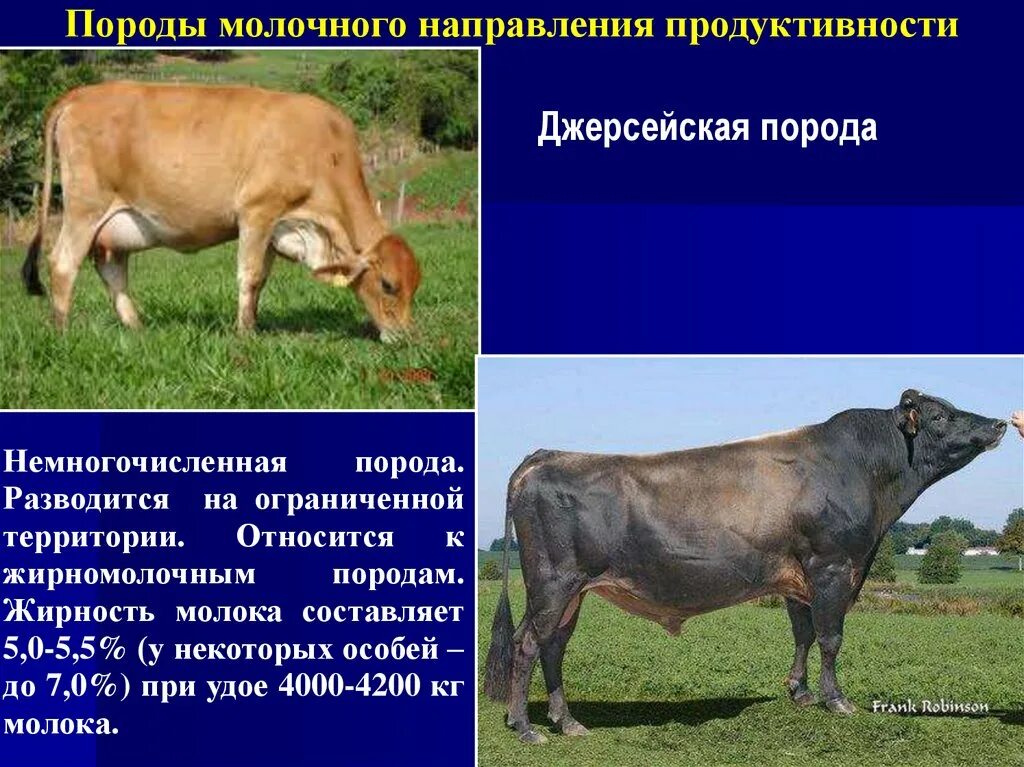 Породы КРС молочного направления продуктивности. Породы коров молочного направления. Молочные породы крупного рогатого скота. Мясомолочная порода коров. Какие молочные породы